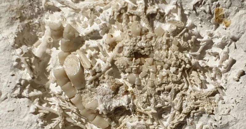 66-million-year-old vomit fossil discovered in Denmark