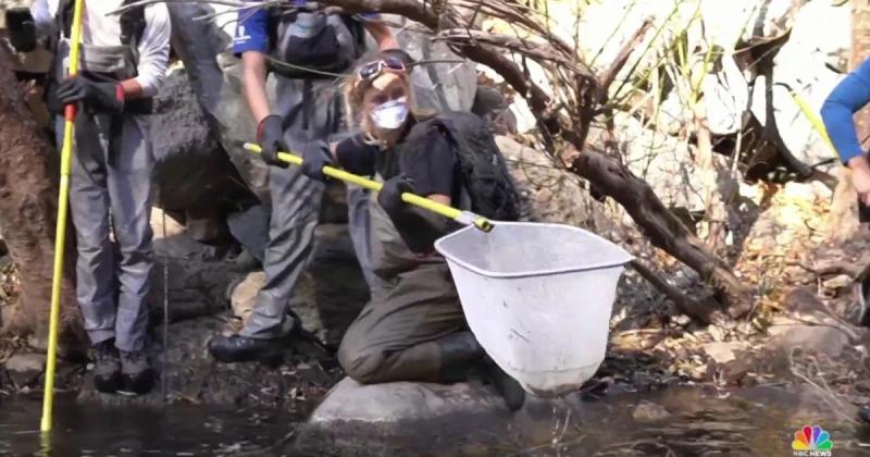 Good news: Protecting steelhead trout from wildfire ravages