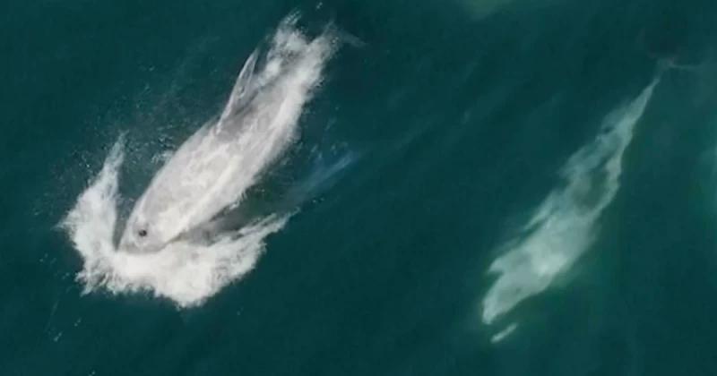 Watch a miles-long 'super pod' of dolphins captured on drone video