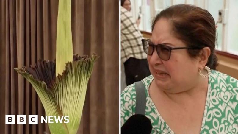  'Corpse flower': Australians react to smell of plant in bloom