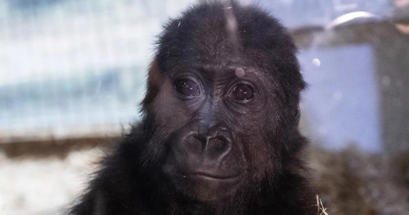 A young gorilla rescued from an aircraft hold recovers at Istanbul zoo
